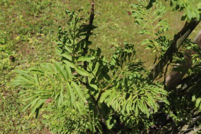 Pterocarya stenoptera 'Fern Leaf' - lapina úzkokřídlá - olistění